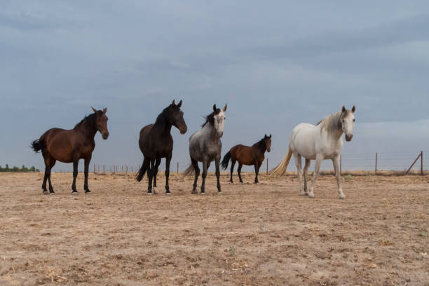 istock horses riding freely 1188428180