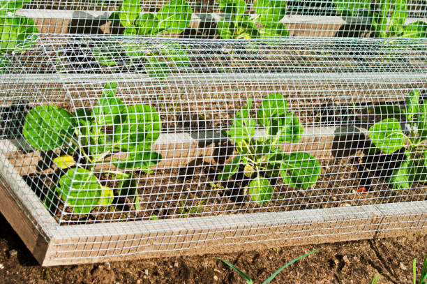Green salad under a wire fence stock photo