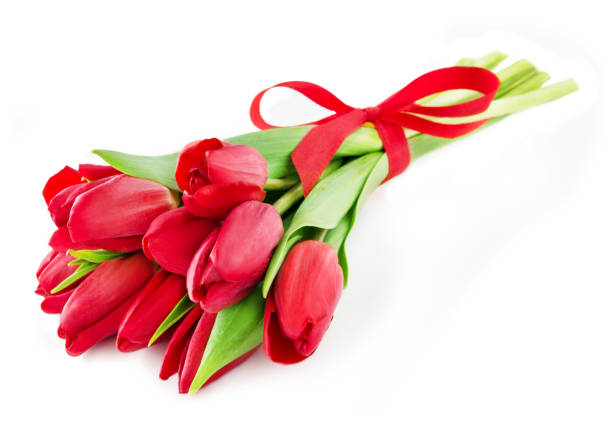 Bouquet of tulips red with bow stock photo