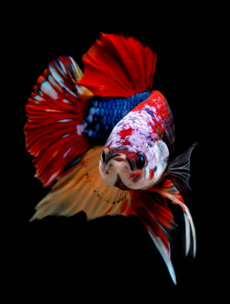 koi galaxie fantaisie betta poissons. - siamese fighting fish fish fighting green photos et images de collection