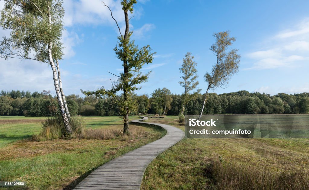 a winding wooden hiking trail a winding wooden hiking trail through nature in the Veluwe near Epe Birch Tree Stock Photo