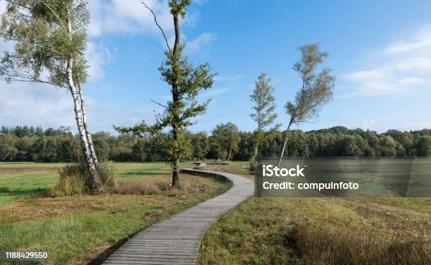 A Winding Wooden Hiking Trail Stock Photo - Download Image Now - Birch Tree, Blue, Horizontal
