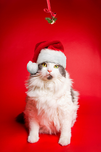 A portrait of a white and gray longhaired cat wearing a Santa hat as she sits under mistletoe on a red background.