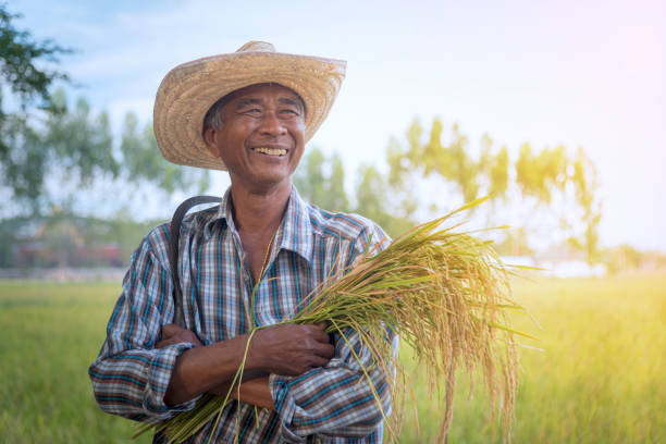 Thai Farmer Farmer is smiling with rural field background. agricultural occupation stock pictures, royalty-free photos & images