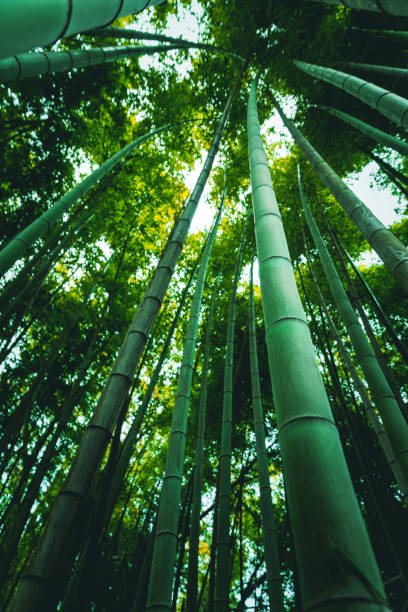 istock Arashiyama Bamboo Forest in Kyoto, Japan 1188430150