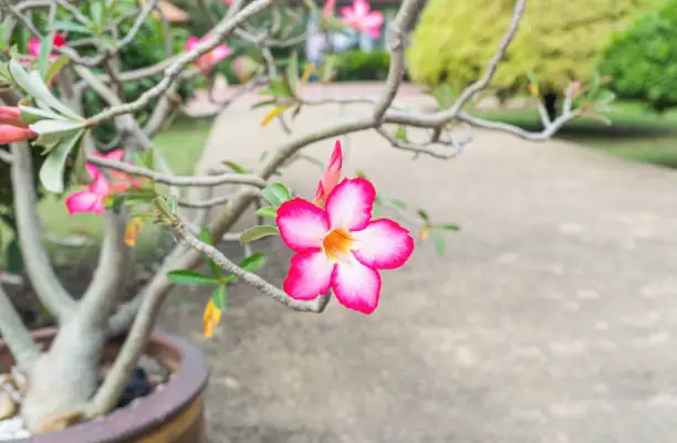 Beautiful Pink Adenium flower,pink flower in the garden
