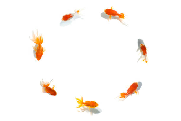 Goldfish in front of a white background. 7 goldfish swimming in a circle, Unity in work, orderliness, know leadership and followers.