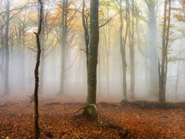istock Autumn in the misty forest 1188431574