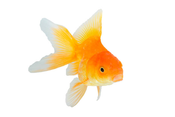 istock Goldfish in front of a white background. 1188432205