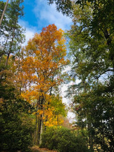 istock Colorful leaves changing in Autumn 1188433669