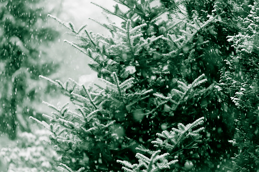 Snow in forest of evergreen trees