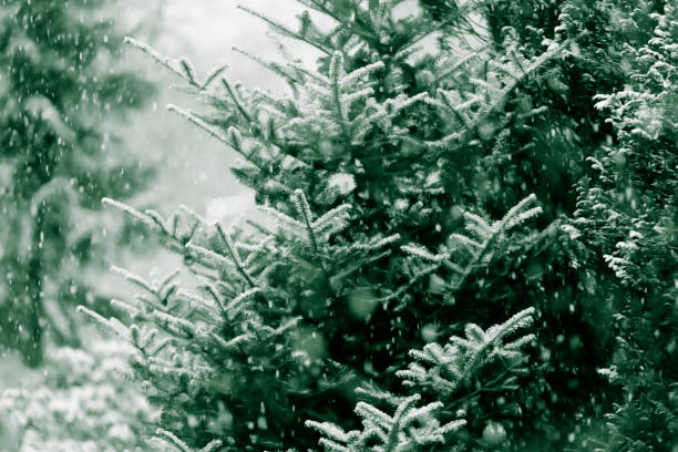 snow in forest of evergreen trees - spruce tree fotos imagens e fotografias de stock