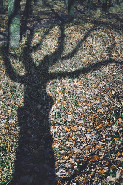 istock Autumn bare tree shadow or silhouette in the forest. A long eerie shadow on the ground with fallen leaves. Motion blur. Soft focus. 1188435667
