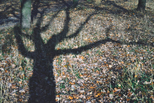 istock Autumn bare tree shadow or silhouette in the forest. A long eerie shadow on the ground with fallen leaves. Motion blur. Soft focus. 1188435669