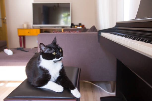 istock Cat looking at the piano 1188435671