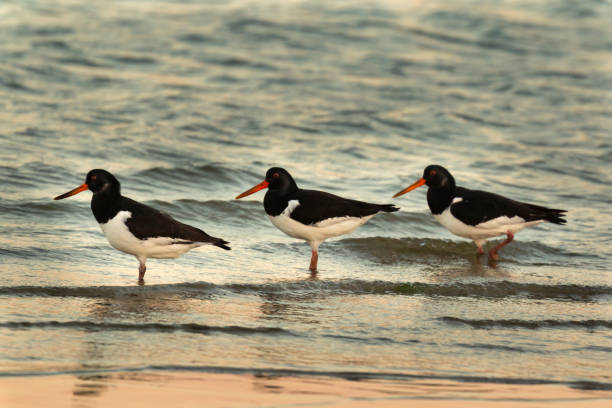 istock Three Oyster catchers in the seashore 1188437856
