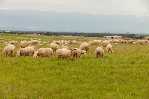 istock Flock of sheep grazing in a meadow 1188437879