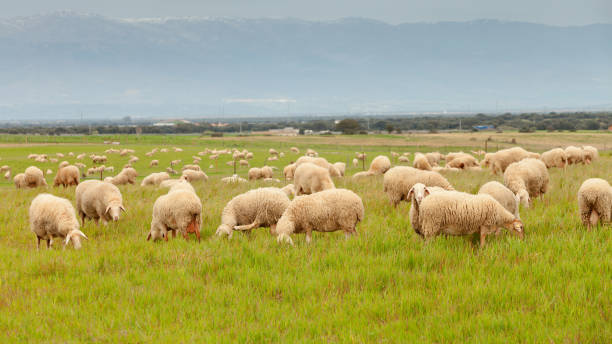 istock Flock of sheep grazing in a meadow 1188437885