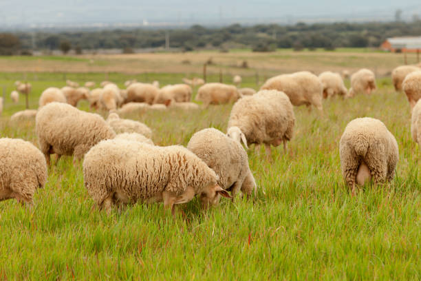 istock Flock of sheep grazing in a meadow 1188437897