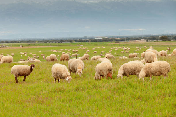 istock Flock of sheep grazing in a meadow 1188437898