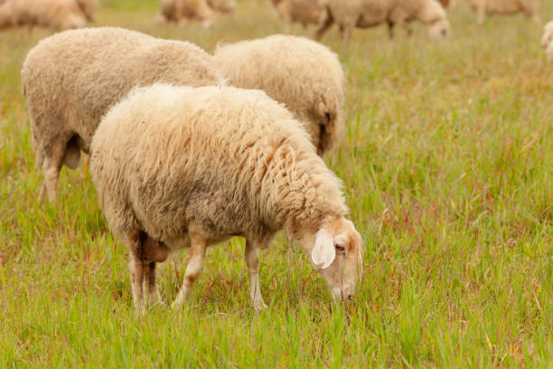 Sheep