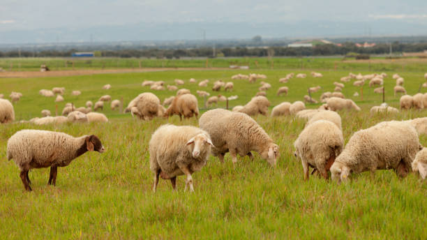 istock Flock of sheep grazing in a meadow 1188437905