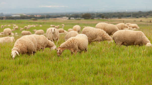 istock Flock of sheep grazing in a meadow 1188437928