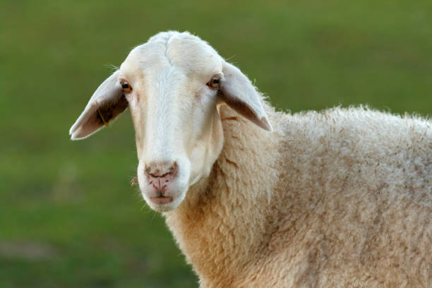 istock Beautiful lamb in the landscape 1188437975