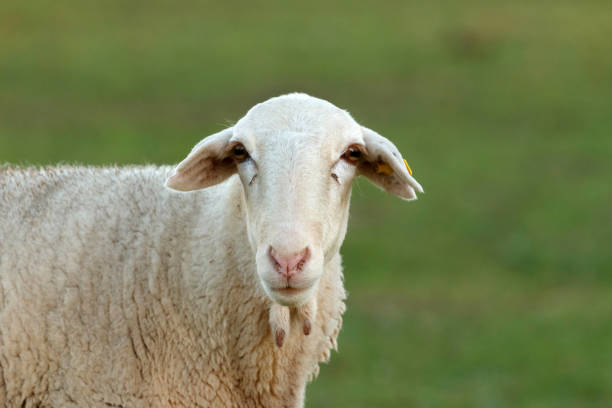 istock Beautiful lamb in the landscape 1188437976