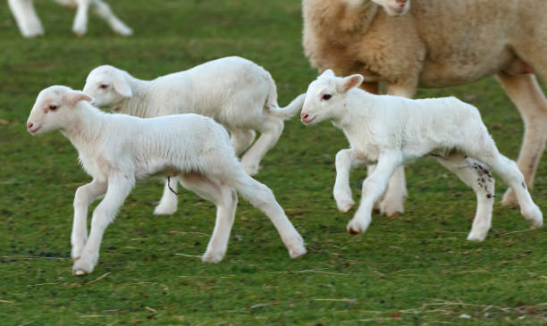 istock Beautiful lambs in the landscape 1188437993