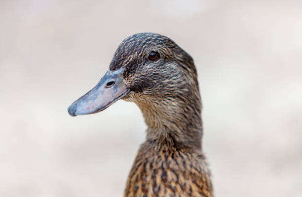 Beautiful brown duck in a park