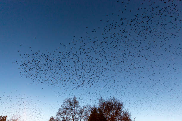 istock Birds flying in flock in sky at sunset time 1188438557