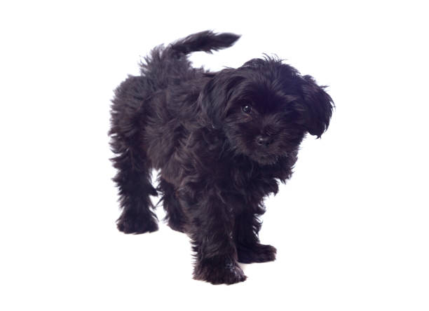 istock Beautiful Black Pekingese Dog 1188439683