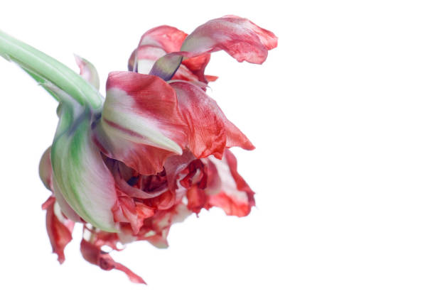 istock close up red faded tulip isolated on white 1188439686