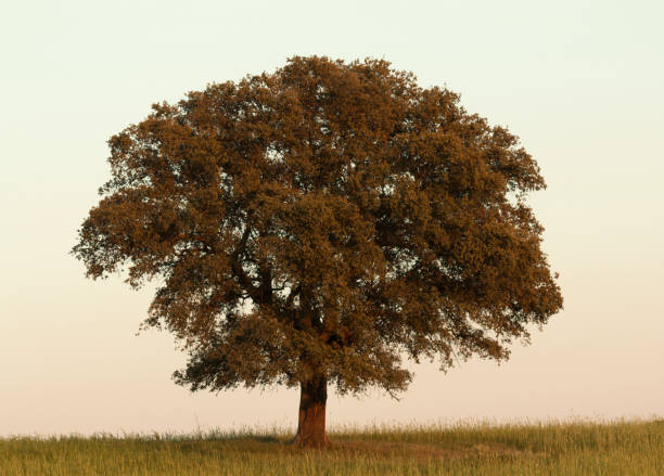 einsame holmeiche abgerundet von nebel - quercus ilex stock-fotos und bilder