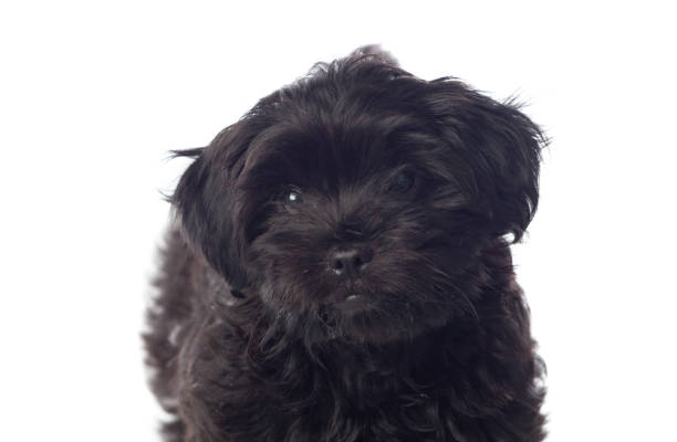 istock Beautiful Black Pekingese Dog 1188439707