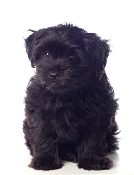 istock Beautiful Black Pekingese Dog 1188439709