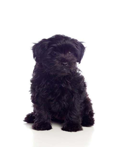 istock Beautiful Black Pekingese Dog 1188439712