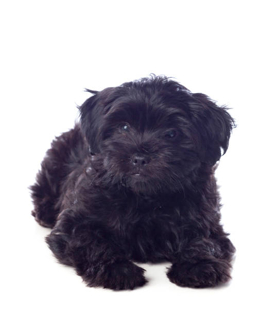 istock Beautiful Black Pekingese Dog 1188439723