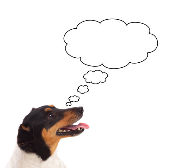 istock Pensive dog looking up 1188439886