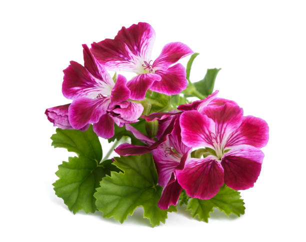 istock Pelargonium grandiflorum Imperial 1188442521