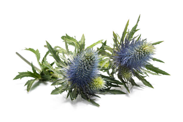 istock Sea holly thistles 1188442596