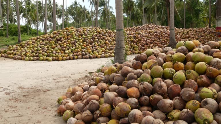 Coconut farm with nuts ready for oil and pulp production. Large piles of ripe sorted coconuts. Paradise Samui tropical island in Thailand. Traditional asian agriculture.