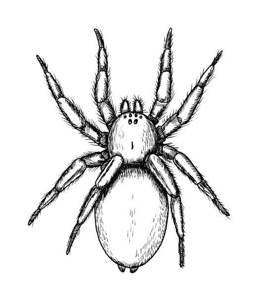 Ilustración de Dibujo De La Llamada Araña Terrestre Boceto De Araña De Especies De Zelotes Ilustración En Blanco Y Negro y más Vectores Libres de Derechos de Araña - iStock Ilustración de Dibujo De La Llamada Araña Terrestre Boceto De Araña De Especies De Zelotes Ilustración En Blanco Y Negro y más Vectores Libres de Derechos de Araña - iStock