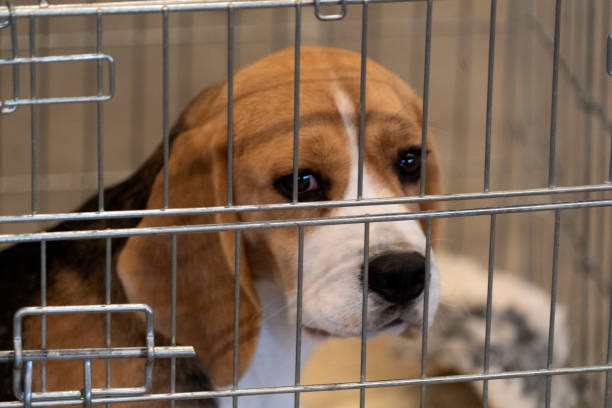 experiment Beagle dog in a cage stock photo