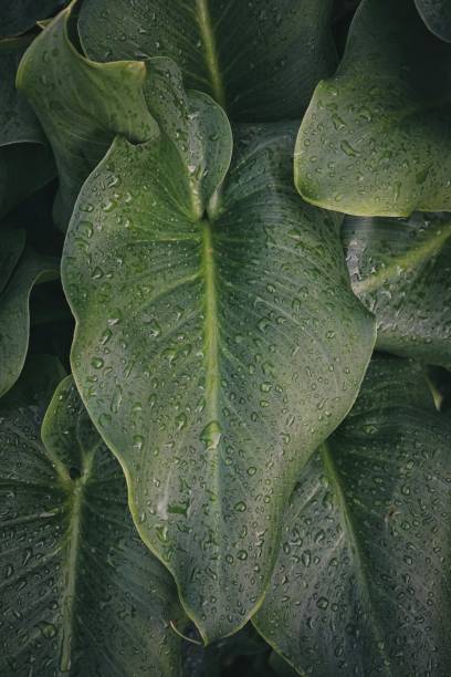 istock raindrops on the green plant leaves in autumn 1188444599