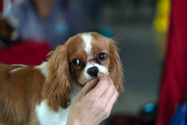 istock Chevalier king dog close up while eating a snack 1188444739