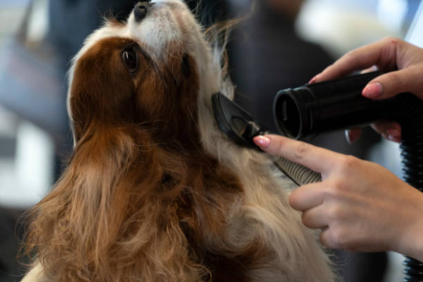 istock Chevalier king dog close up being combed 1188444898