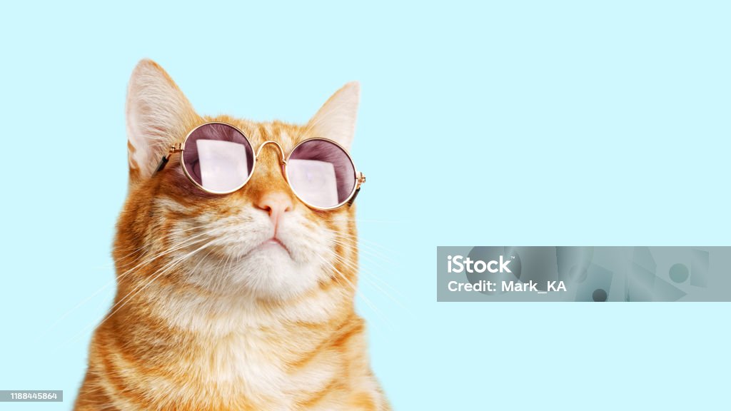 Closeup portrait of funny ginger cat wearing sunglasses isolated on light cyan. Copyspace. Domestic Cat Stock Photo