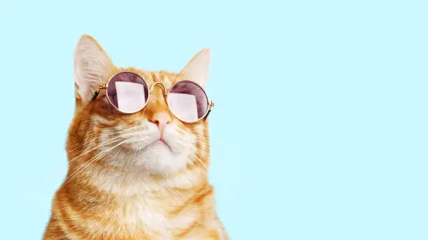 Photo of Closeup portrait of funny ginger cat wearing sunglasses isolated on light cyan. Copyspace.